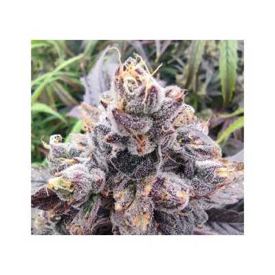 Girl Scout Cookies GBV Seeds