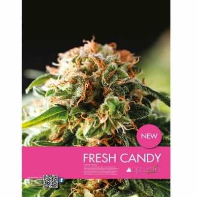 Fresh-Candy-3680