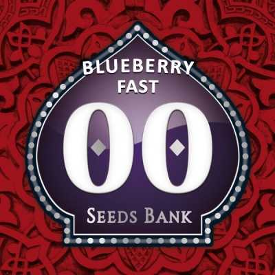 Blueberry-Fast-15369