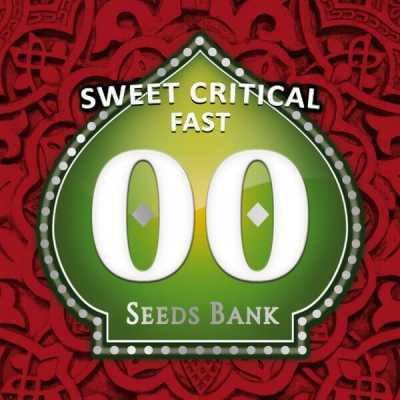 Sweet-Critical-Fast-15399