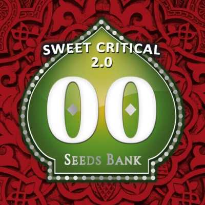 Sweet-Critical-20-15407