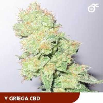Y-Griega-CBD-4706
