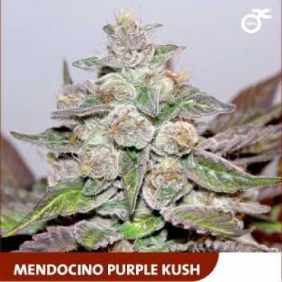Mendocino-Purple-Kush-4718
