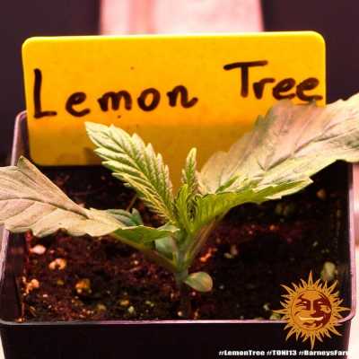 Lemon-Tree-15009