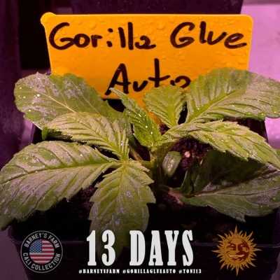 Gorilla-Glue-Auto-13301