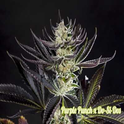 Purple-Punch-x-Do-si-dos-12372