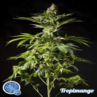 Tropimango-2778