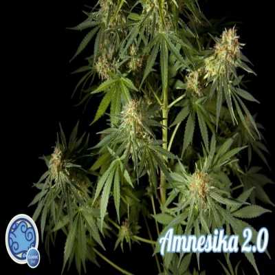 Amnesika-20-2292