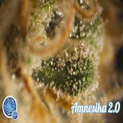 Amnesika-20-2292