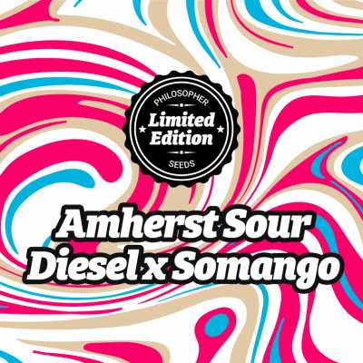 Amherst-Sour-Diesel-x-Somango-13675