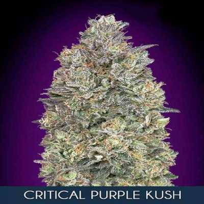 Critical-Purple-Kush-de-Advanced-Seeds-10208