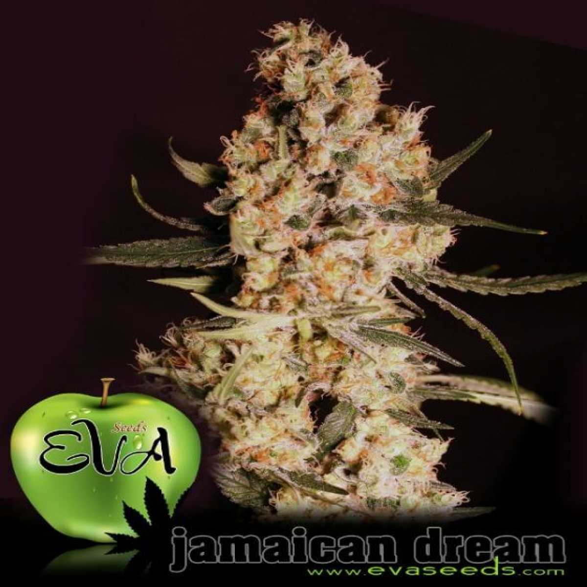 Jamaican-Dream-2062