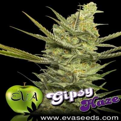 Gipsy-Haze-7892