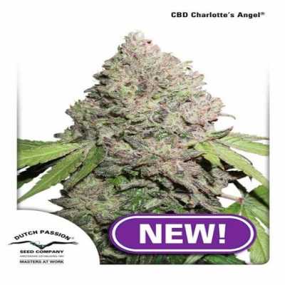 CBD-Charlottes-Angel-9668