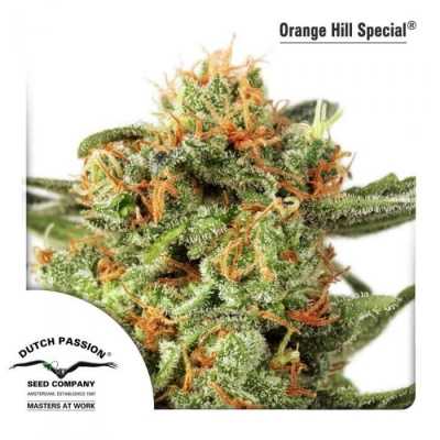 Orange-Hill-Special-4611