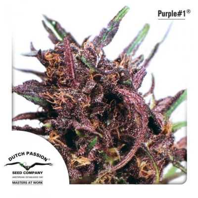 Purple-1-Regular-6026
