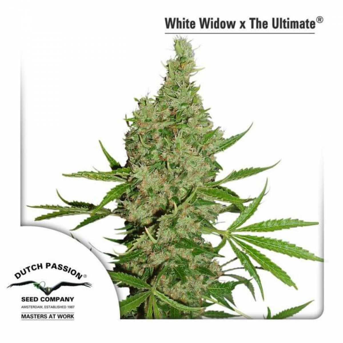 White-Widow-x-The-Ultimate-3612