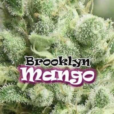 Brooklyn-Mango-8979