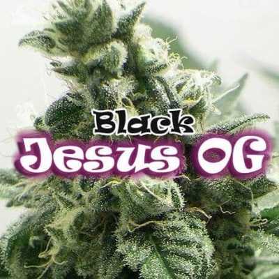 Black-Jesus-OG-8977