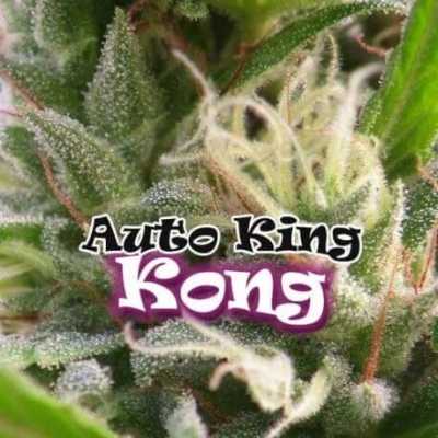 Auto-King-Kong-8981