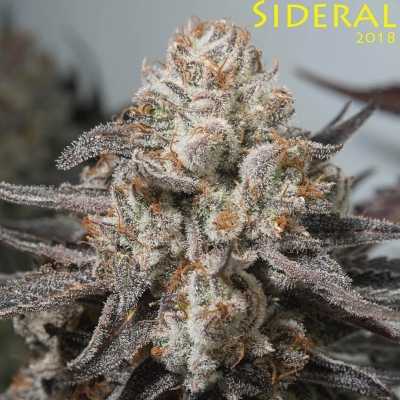 Sideral-8556