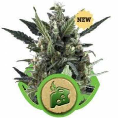 Blue-Cheese-Auto-Royal-Queen-Seeds-6845