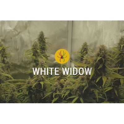 White Widow Regular