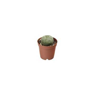 Cactus Peyote
