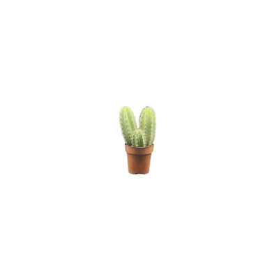 Cactus San Pedro 5/10CM