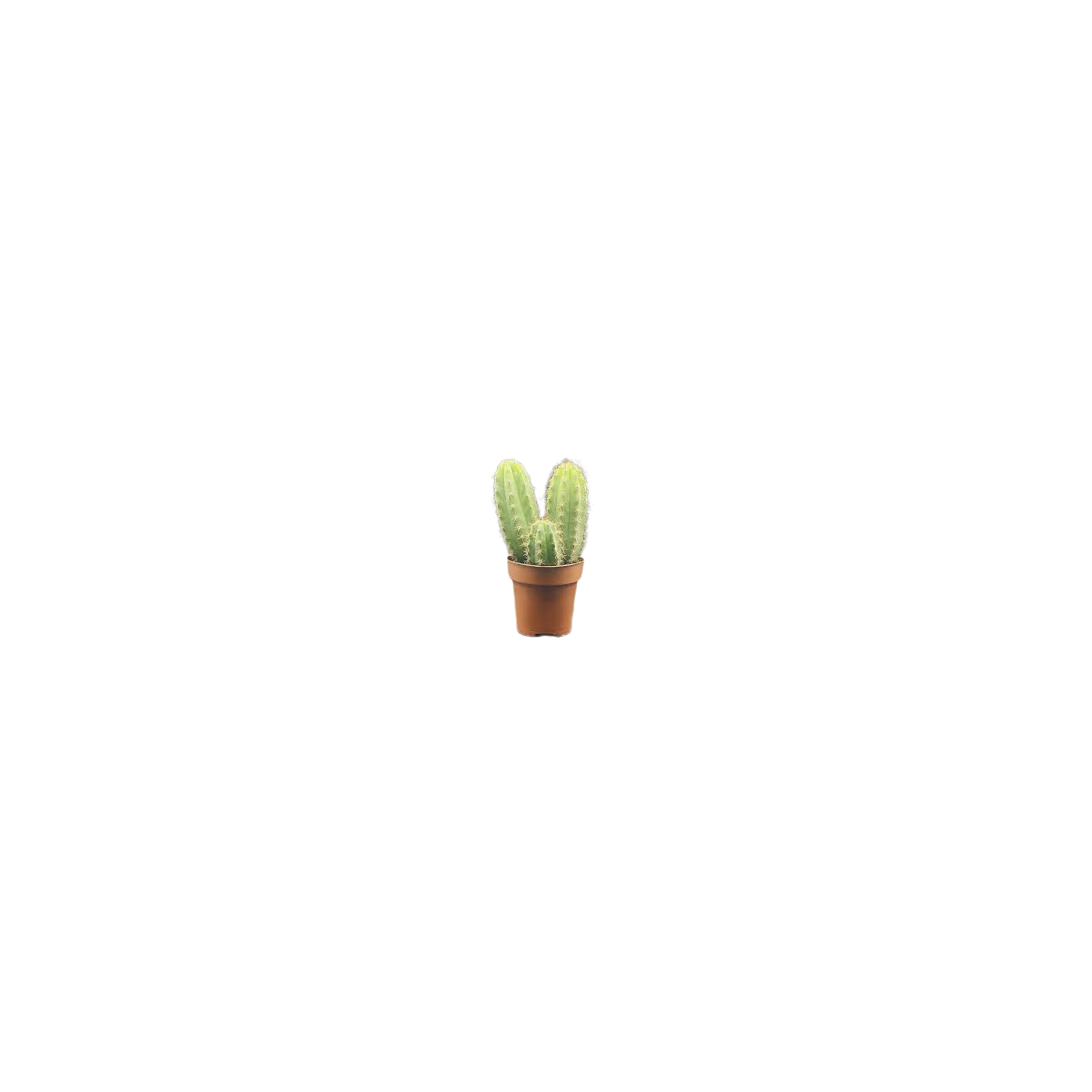 Cactus San Pedro 5/10CM