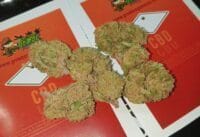 cbd barato grow bosque verde