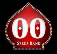 00 Kush - 00 Seeds