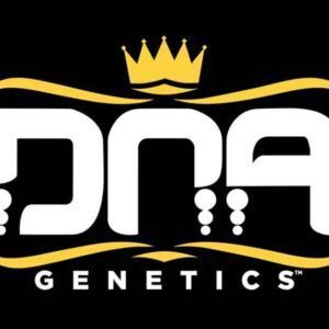 Banana Sorbet - DNA Genetics