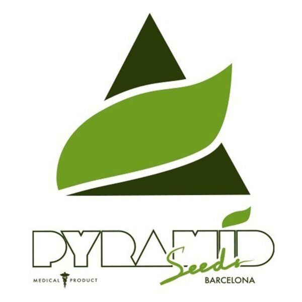 Double OG Haze - Pyramid Seeds