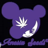 Imperium X - Anesia Seeds
