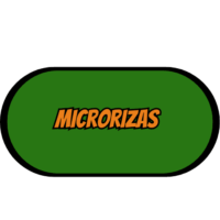 Microrrizas