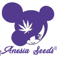Anesia Seeds