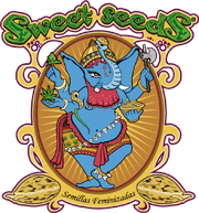 Sweet Cheese F1 Fast Version Sweet Seeds