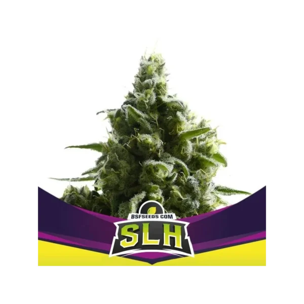 super-lemon-haze